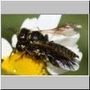 Lindenius albilabris - Grabwespe 05a 6-7mm Paarung - OS-Hasbergen-Lehmwiese.jpg